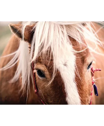 Switzerland horse - plakat