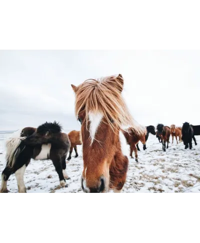 Icelandic Horse - plakat